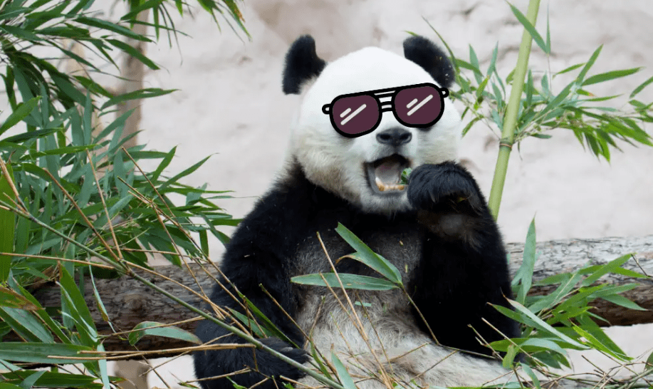 米乐M6熊猫天生近视800度皮毛只有黑白它们能不能识别彩色的世界？
